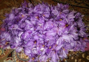 کشت طلای سرخ، فرصتی طلایی برای رونق اقتصادی چهارمحال و بختیاری