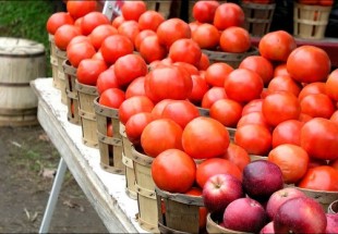 خوردن سیب و گوجه فرنگی آسیب ریوی را بهبود می بخشد