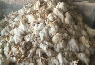 دفن بهداشتي لاشه هاي مرغ تلف شده در دشت چارچوقي نقنه/علائمي از آنفولانزاي پرندگان مشاهده نشد