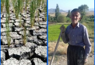 خشک شدن جوانه‌هاي اقتصاد مقاومتي در مزارع اردل/شاليکاران اردلي از بدقولي مسئولين جهاد کشاورزي کلافه شدند