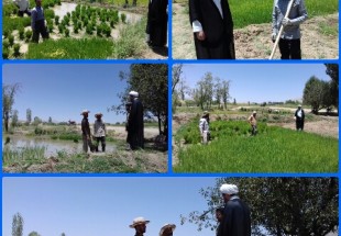 بازديد سرزده امام جمعه اردل از مزارع برنج کاري اردل/شاليکاران اردل: از کم کاري مسئولين خسته شديم