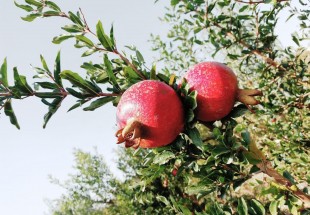 آغازبرداشت انار از انارستانهای چهارمحال وبختیاری