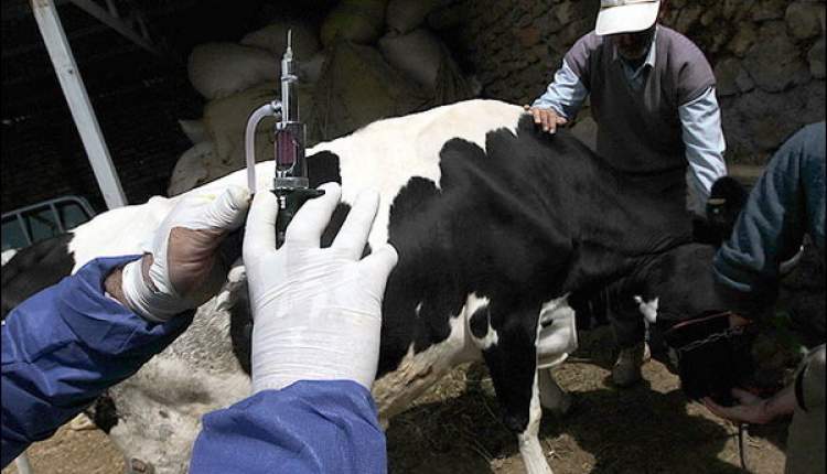 واکسیناسیون بیش از 12 میلیون نوبت دام در چهارمحال و بختیاری
