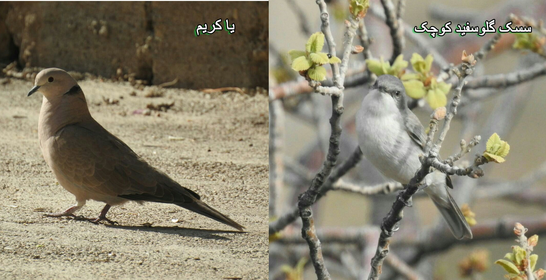 مشاهده دوگونه پرنده جدید در چهارمحال و بختیاری