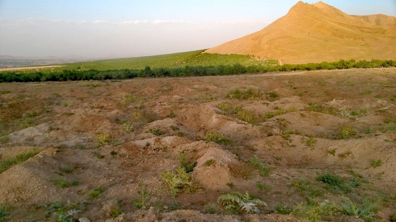 از طوبی تا رضوان!/ تغییر نام تنها دستاورد طرح بزرگ کشت دیم بادام در وردنجان!