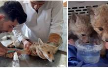دو توله روباه  در چهارمحال و بختیاری درمان و به طبیعت بازگشتند