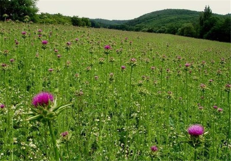 اشتغال‌زایی، ارمغان طلای سبز برای بام ایران/گیاهان دارویی، ظرفیتی عظیم برای خلق ثروت در چهارمحال و بختیاری