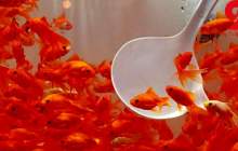 ماهی قرمز، زینت‌بخش سفره‌های هفت‌سین یا عاملی برای انتقال ویروس کرونا؟