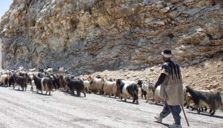 ممانعت از ورود زودهنگام دام به مراتع چهارمحال و بختیاری/مرتعداران تا پایان فروردین برای معرفی قرقبان فرصت دارند