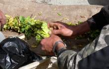 فروش کلوس در بازار به قیمت نابودی این گیاه!/مردم حافظان طلای سبز در مقابل سودجویان