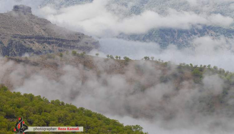 آفت جوانه خوار بلوط به جان جنگل های چهارمحال و بختیاری افتاد