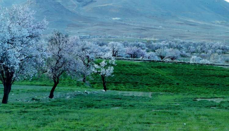 سرمازدگی در کمین باغات چهارمحال و بختیاری