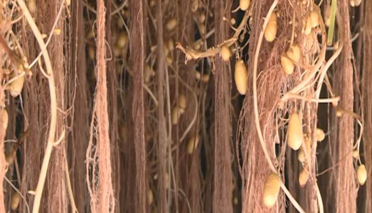تجاری سازی سیب زمینی بذری به روش ایروپنیک در آینده ای نزدیک