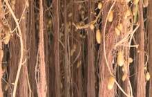 تجاری سازی سیب زمینی بذری به روش ایروپنیک در آینده ای نزدیک