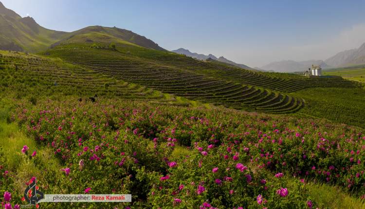 مزارع چهارمحال و بختیاری غرق گل محمدی  