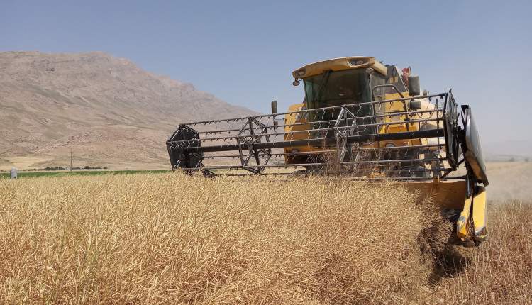 برداشت کلزا در شهرستان بروجن آغاز شد