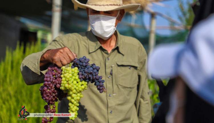 بزرگترین کلکسیون میوه های سردسیری دنیا ، در چهارمحال و بختیاری