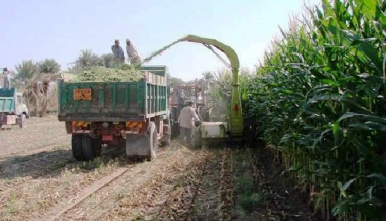 استان چهارمحال و بختیاری یکی از قطب‌های دام‌پروری کشور/1500 هکتار از ارضی کشاورزی شهرستان فارسان زیر کشت ذرت علوفه ای