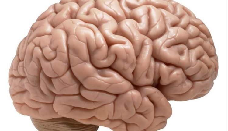 تغذيه مناسب چه تاثیری رو مغز انسان دارد؟