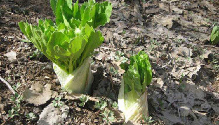 آغاز طرح حفاظت از گونه گیاهی کلوس در شهرستان کوهرنگ