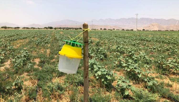 ثبت بیشترین سن‌زدگی در شهرکرد و لردگان/ اجرای طرح مبارزه با جوندگان مضر در بیش از ۳۰۰۰ هکتار