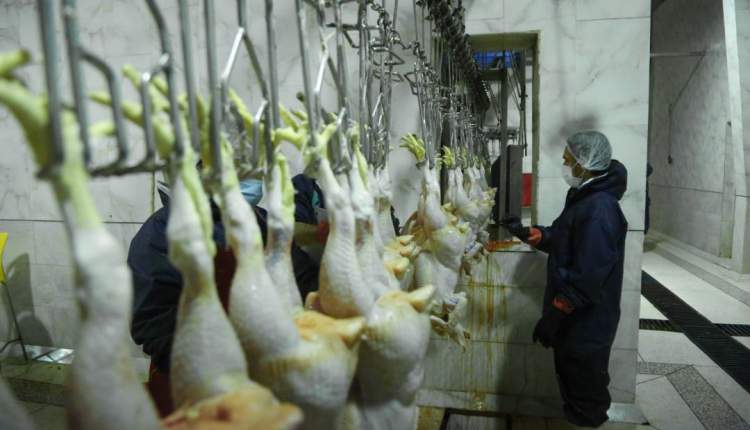 بازار مرغ در چهارمحال و بختیاری تامین است/ نگرانی از عدم کشتار و توزیع یکسان مرغ در استان همجوار