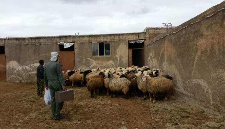 اجرای طرح اصلاح نژاد گوسفند بومی به نژاد رومانف در شهرستان شهرکرد