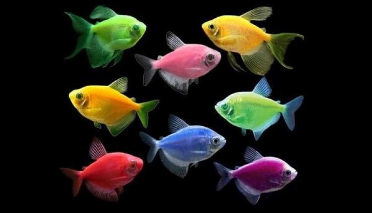 وجود ظرفیت‌ عظیم آبزی‌پروری در چهارمحال و بختیاری/از تولید ماهی خاویار در لردگان تا دنیای رنگین ماهیان زینتی