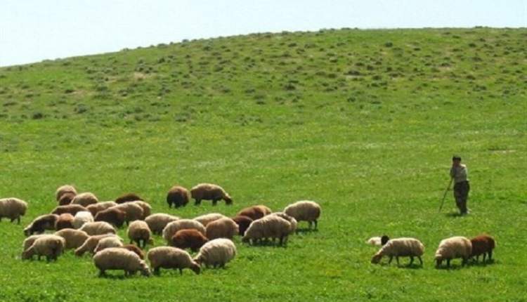 مراتع ییلاقی چهارمحال و بختیاری از ۱۰ اردیبهشت‌ آماده ورود دام است