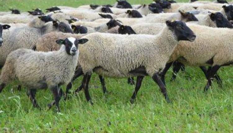 اجرای طرح تلقیح مصنوعی گوسفند بومی و نژاد رومانف در شهرستان بروجن