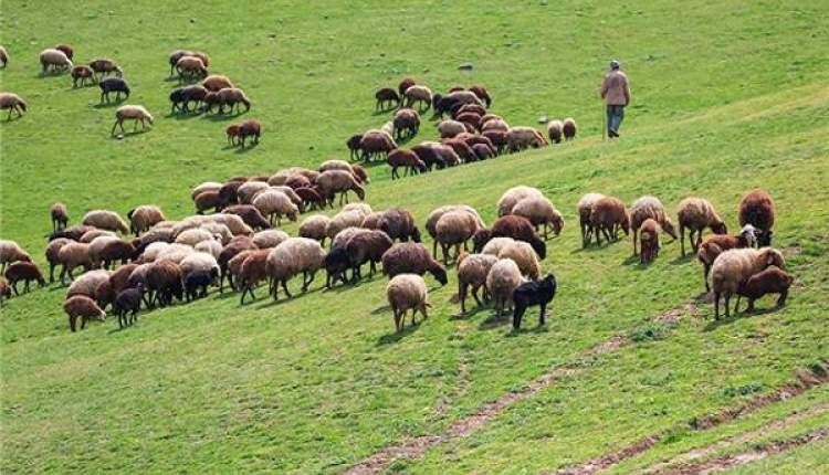 چرای فصل پاییز پوشش گیاهی را از بین می برد