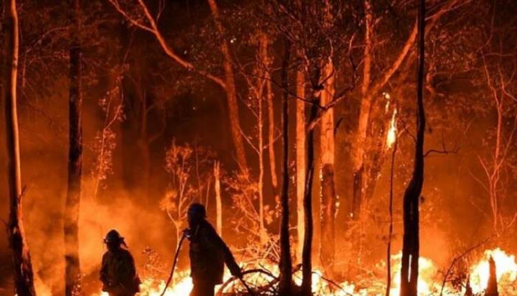 آتش غفلت‌های انسانی بر جان ریه‌های زمین/گرمای هوا و بیم افزایش خطر حریق در جنگل‌ها