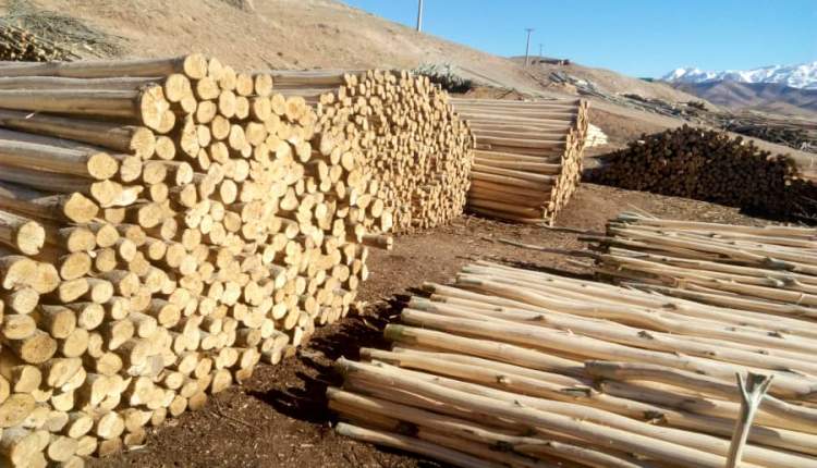 زراعت چوب راهی برای تأمین مواد اولیه مصنوعات چوبی/جلوگیری از فشار مضاعف بر جنگل‌ها با توسعه زراعت چوب