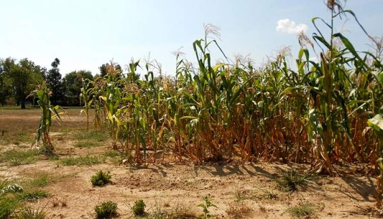 کاهش 30 درصدی محصولات باغی و زراعی به دلیل بروز خشکسالی