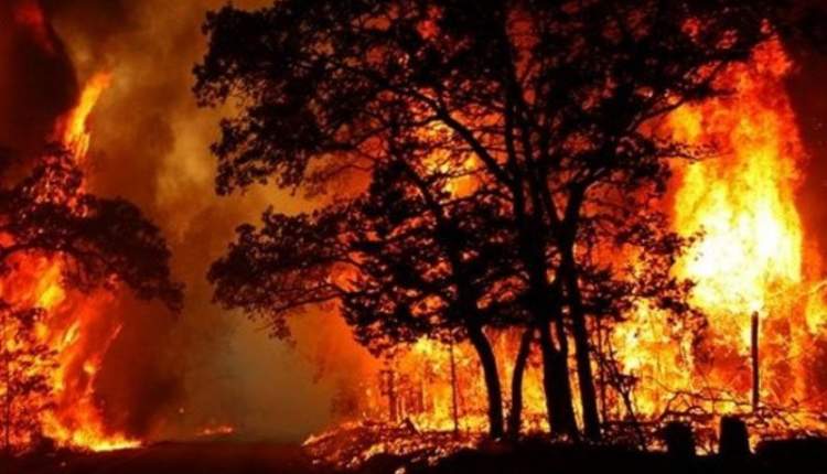 تهدید حیات گیاهی و جانوری با آتش/ پدیده آتش‌سوزی مخرب برای منابع طبیعی