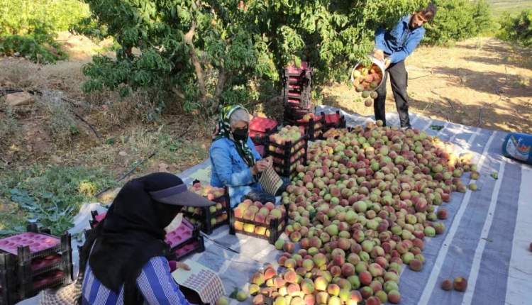 آغاز برداشت محصول هلو از باغات چهارمحال و بختیاری/ پیش‌بینی برداشت بیش از 40 هزار تن هلو در استان