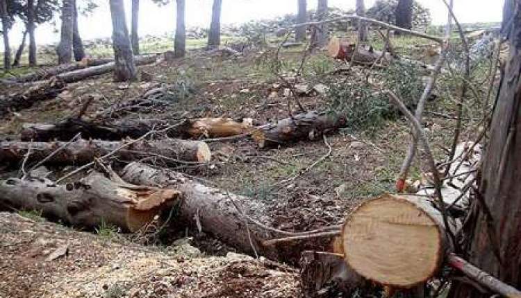طمع سوداگران، چوب جنگل‌ها را ذغال می‌کند/تامین نیاز گرمایشی یک خانوار جنگل‌نشین با قطع هفته‌ای یک درخت