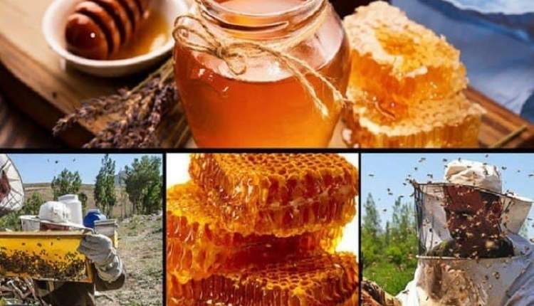 مرغوب ترین عسل ایران همچنان گمنام است/ بنیاد برکت در صدد احداث اولین کارخانه فرآوری و بسته بندی عسل در کردستان است