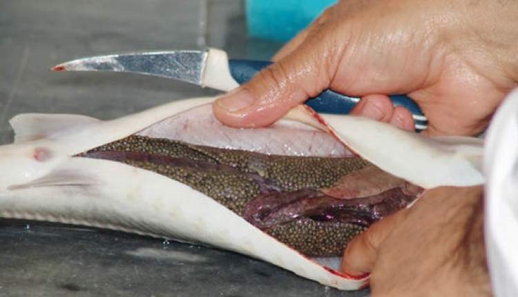 ماهی خاویار، گنجی که رنج بسیار دارد/ امکان پرورش ماهی خاویار در منابع آبی شهرستان لردگان