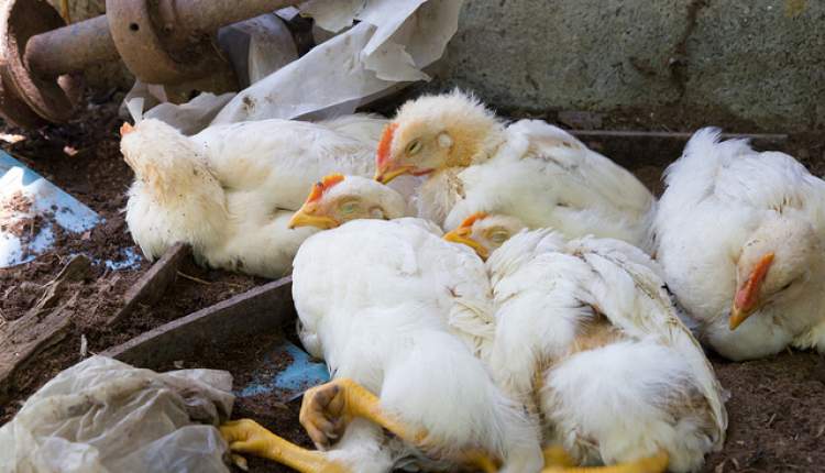 معدوم‌سازی 309 هزار جوجه مرغ به علت ابتلا به آنفولانزای فوق حاد پرندگان