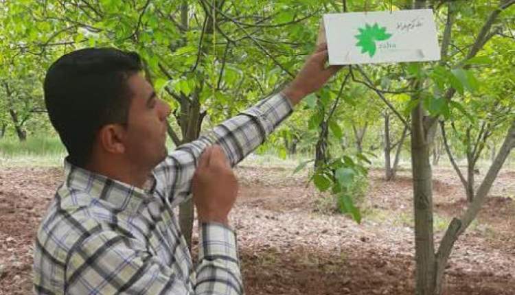 نصب تله هاي فرموني در باغات و مزارع شهرستان اردل