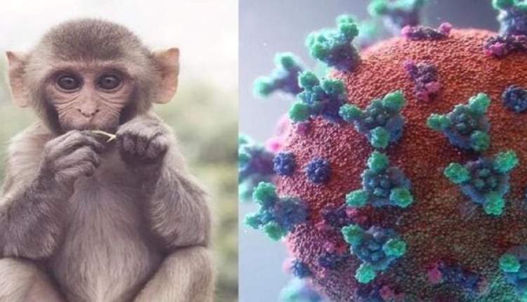وقتی ویروسی پایش را از گلیمش درازتر می‌کند/ زنگ خطر مشاهده آبله میمون در مناطقی غیر از کشورهای گرمسیری