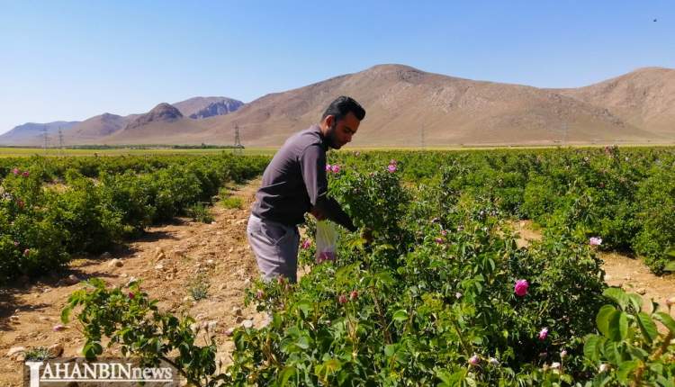 بوی خوش گل محمدی در گلستان های شهرکرد/ گل خوشبو و کم توقع که بوی زندگی می دهد