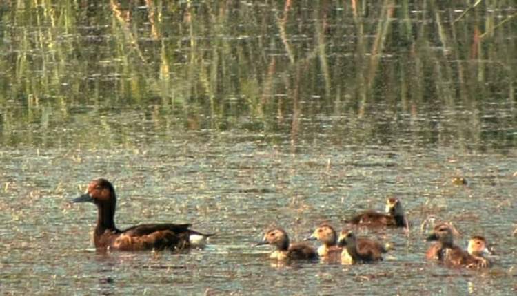 زادآوری اردک بلوطی برای اولین بار در تالاب گندمان ثبت شد