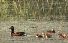 زادآوری اردک بلوطی برای اولین بار در تالاب گندمان ثبت شد