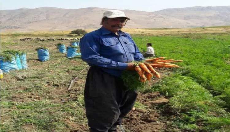 آغاز برداشت هويج از مزارع شهرستان اردل