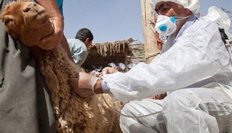 واکسيناسيون 164 هزار راس دام سنگين و سبک در اردل عليه بيماري تب برفکي