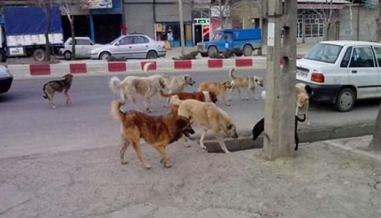 سگ‌هایی که امنیت را از کوچه‌ و خیابان ربودند/ مردم و مسئولان، تکمیل‌کننده زنجیره مقابله با سگ‌های ولگرد