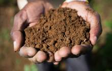 خاک‌ها میزبان ۲۵ درصد تنوع زیستی زمین هستند
