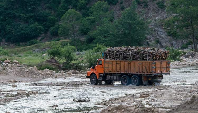 طمع سودجویان آفتی به جان جنگل‌های چهارمحال و بختیاری